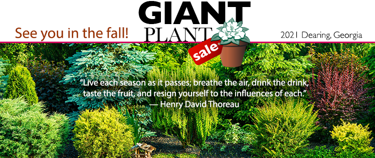 Giant Plant Sale